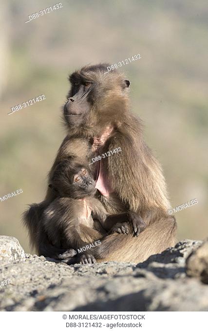 / Africa, Ethiopia, Rift Valley, Debre Libanos, Gelada or Gelada baboon (Theropithecus gelada), adult female with a young,
