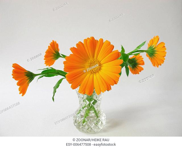 Marigold flowers in a vase