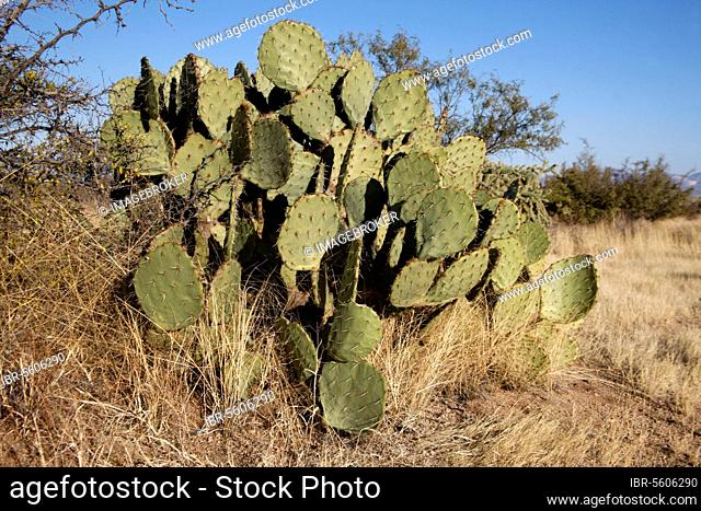 Engelmann's Hedgehog Cactus (Echinocereus engelmannii) habit, Arizona (U.) S. A. winter