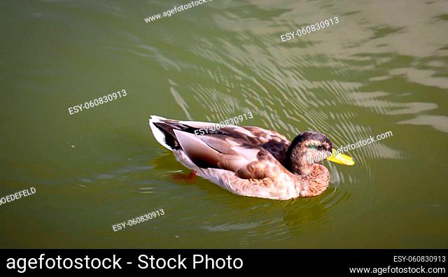 Mallards in a pond. The mallard is a species of bird and one of the duck birds