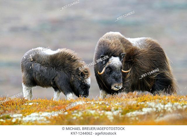 Muskoxen (Ovibos moschatus), Cow and Calf, Dovrefjell-Sunndalsfjella National Park, Norway, Scandinavia, Europe, Autumn, Fall