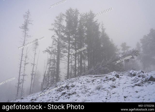 Snow in the Y Bwa / Hafod Arch area at Ystwyth Forest nature trail with many trees felled due to infection with Larch disease in Ceredigion, Wales, UK