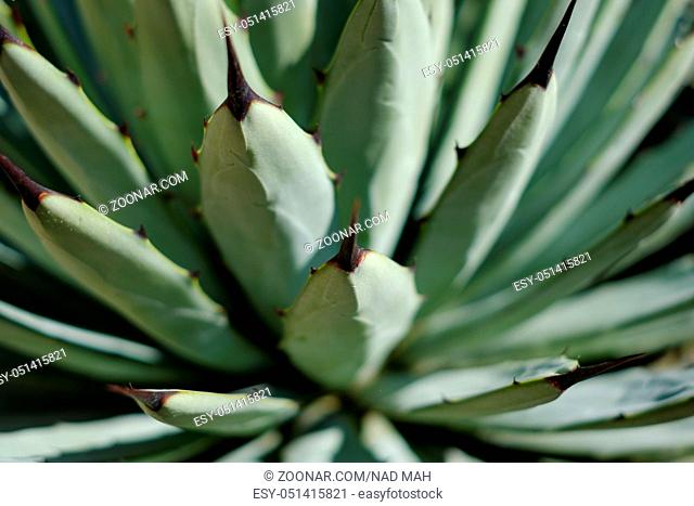 cactus plant closeup - agave cactus macro