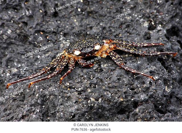 Juvenile sally lightfoot crab Grapsus grapsus on rocks at Urbina Bay, Isabela Island