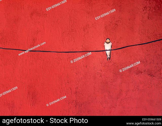 Alone swallow bird sitting on a wire at red background