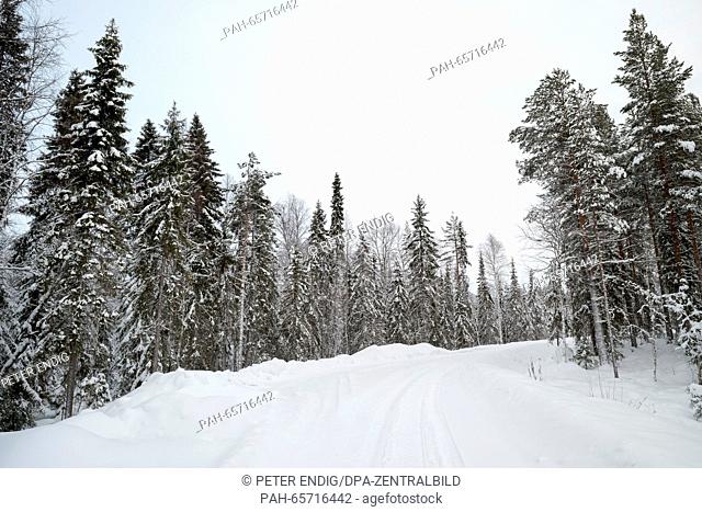 A snow-covered forest area in Rovaniemi, Lapland, Finland, 07 February 2016. Rovaniemi, the capital of Lapland, is located just south of the Arctic Circle