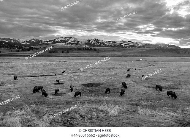 North America, USA, Rocky Mountains, Rockies, Montana, Yellowstone National Park, UNESCO, World Heritage, Bison herd in Gardiner Valley