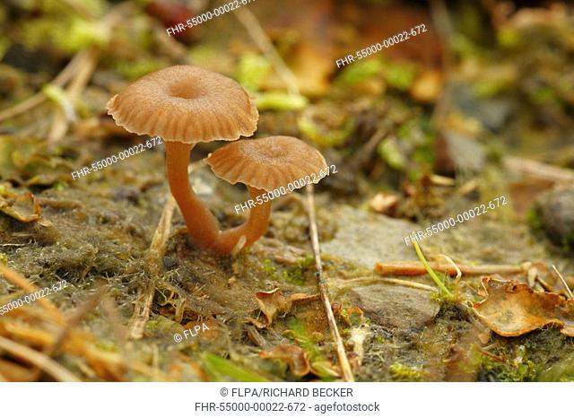 Small Cap Fungi Omphalina sp fruiting bodies, Powys, Wales