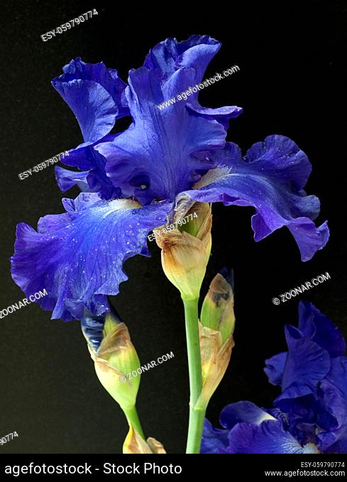 Schwertlilie, Iris Barbata-Elatior, Blue Rhythm, Hohe Bart-Iris