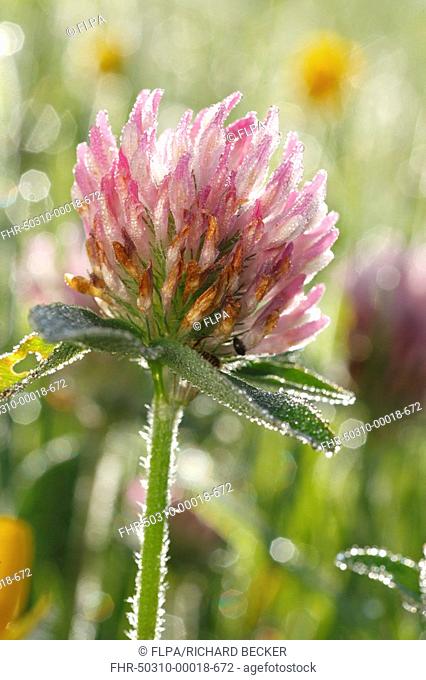 Red Clover Trifolium pratense close-up of flowerhead, Powys, Wales