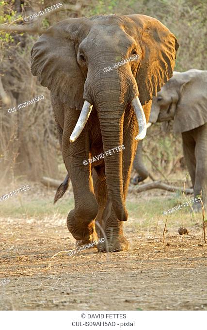 African elephant - Loxodonta africana - Bull walking at dawn