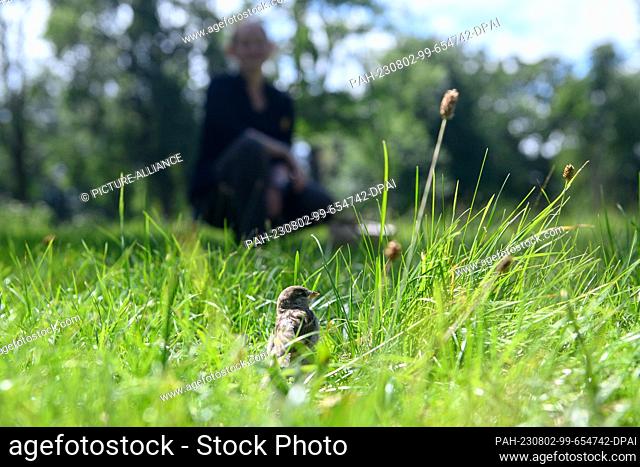 PRODUCTION - 01 August 2023, Saxony-Anhalt, Magdeburg: Emilia Smolarek from the wildlife reintroduction station at Magdeburg Zoo observes a small sparrow that...