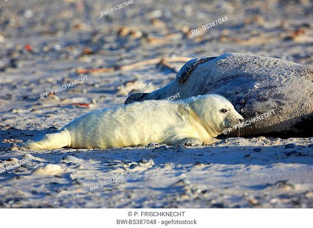 gray seal (Halichoerus grypus), female with newborn seal, Germany, Schleswig-Holstein, Heligoland