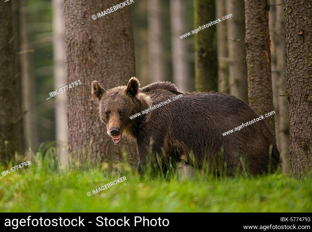 Young (Ursus arctos) in a spruce forest, Mala fatra, Slovakia, Europe
