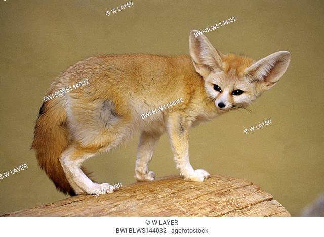 fennec fox Fennecus zerda, Vulpes zerda, on log