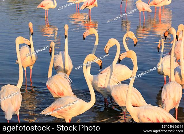 Flock of flamingos in the water in Camargue by day, France