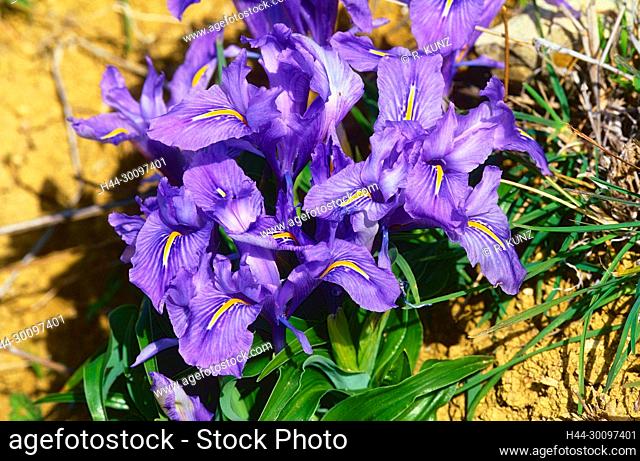 Crimean Iris, Iris lutescens, Iridaceae, inflorescence, blossoms, flower, plant, El Torcal National Park, Antequera, Province of Malaga, Andalusia, Spain