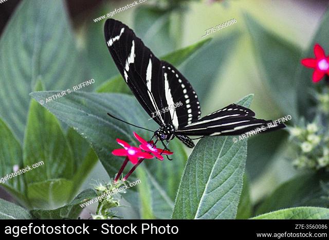 Florida's state butterfly, the zebra longwing butterfly (Heliconius charithonia) visiting local flora to gather pollen. The butterfly is feeding on pollen from...