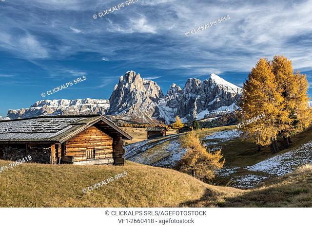 Alpe di Siusi/Seiser Alm, Dolomites, South Tyrol, Italy. Autumn colors on the Alpe di Siusi/Seiser Alm with the Sella, Sassolungo/Langkofel and the...