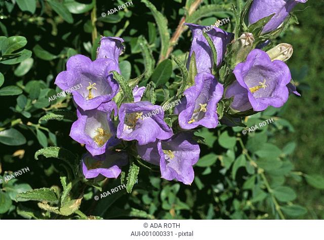 Campanula - blue - panicle of Bell flowers on a buxus hedge