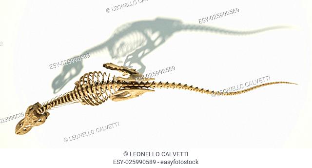 T-Rex dinosaur photo-realistic and scientifically correct, full skeleton in dynamic pose, viewed from top. On white background and dropped shadow