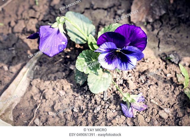 Wild pansy flowers growing in sunlight. A heart-shape violet petal with green leaves carpel close-up in a park