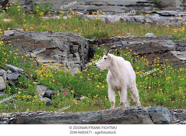 Schneeziege Mountain Goat Glacier National Park
