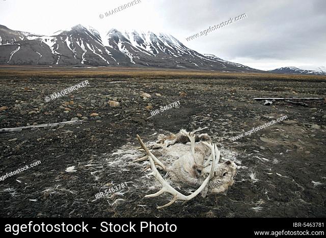Carcass of a svalbard reindeer (Rangifer tarandus platyrhynchus) that died on the tundra near Longyearbyen, Svalbard, Spitsbergen