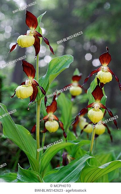 lady's slipper orchid Cypripedium calceolus, blooming plants, Germany