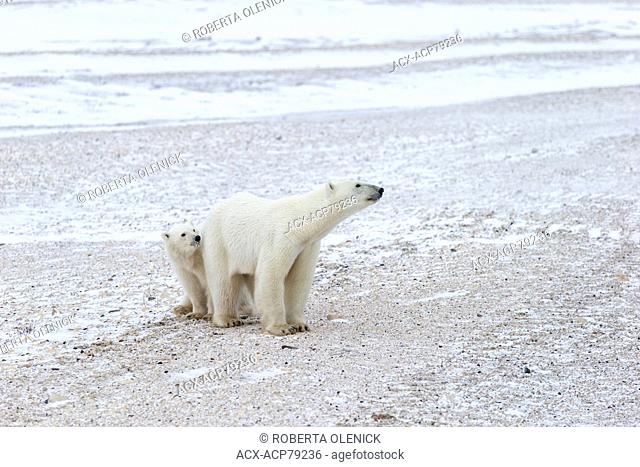 Polar bear (Ursus maritimus), female and cub of the year, Cape Churchill, Wapusk National Park, Manitoba