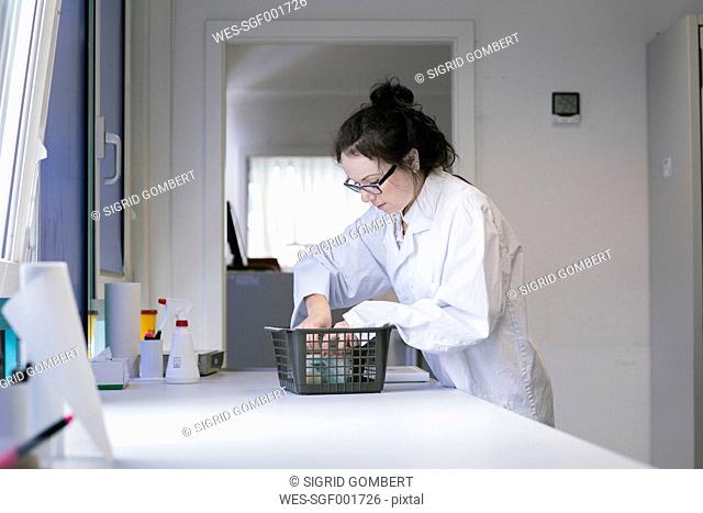 Laboratory assistant working in clinical laboratory