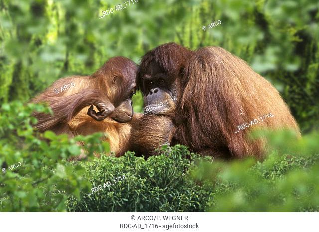 Sumatra Orang Utans female with young Pongo pygmaeus abelii