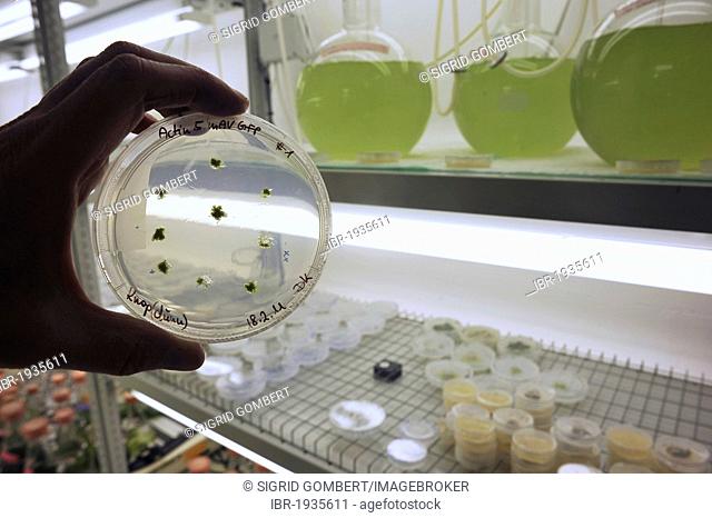 Scientist examining a specimen in a Petri dish with green plants