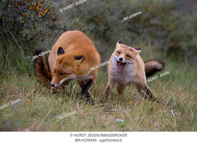 Red foxes (Vulpes vulpes), two foxes fighting, North Holland, The Netherlands