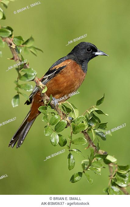 Adult male Orchard Oriole (Icterus spurius) in Galveston Co., Texas, United States. Perched on a branch against green background