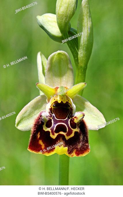 later spider orchid (Ophrys holoserica, Ophrys holosericea, Ophrys fuciflora), flower, Germany