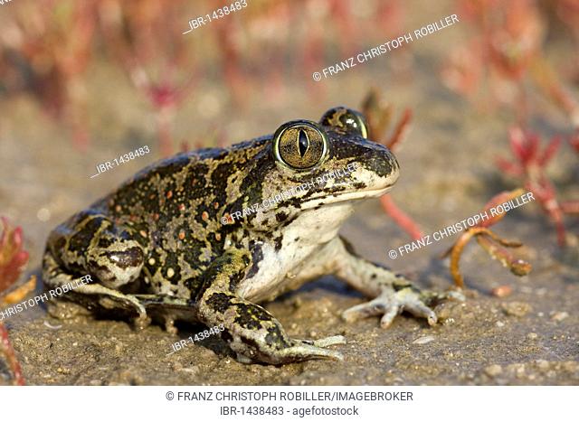 Eastern Spadefoot Toad (Pelobates syriacus), Danube Delta, Romania, Europe