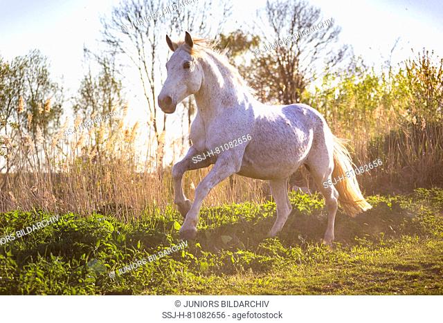 Romanian Warmblood. Gray mare galloping on a pasture. Germany