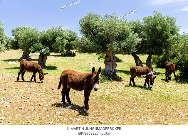 Donkeys of the Martina Franca breed, Martina Franca, Valle d'Itria, Apulia, Italy