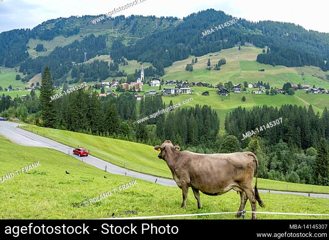 austria, kleinwalsertal, cows on the alpine pasture. view of mittelberg