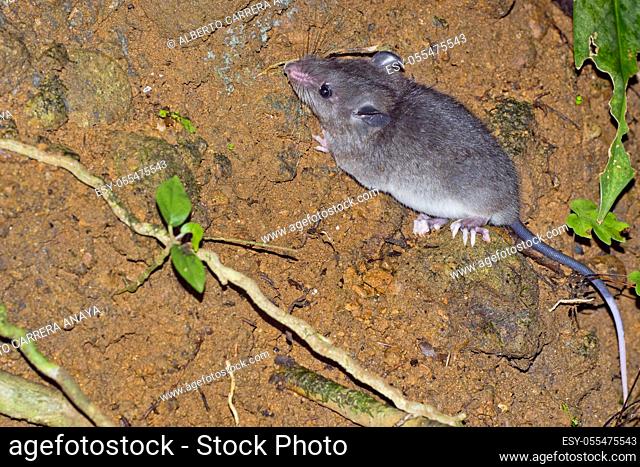 Sumichrast's Vesper Rat, Nyctomys sumichrasti, Tropical Rainforest, Corcovado National Park, Osa Conservation Area, Osa Peninsula, Costa Rica, Central America