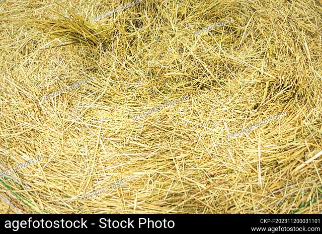 hay pack bale, hay crop, cut dried grass at the National exhibition of farming animals Animal breeding 2023 in Lysa nad Labem, Central Bohemian Region