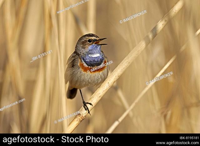 Bluethroat (Luscinia svecica) singing on a reed, wildlife, Germany, Europe