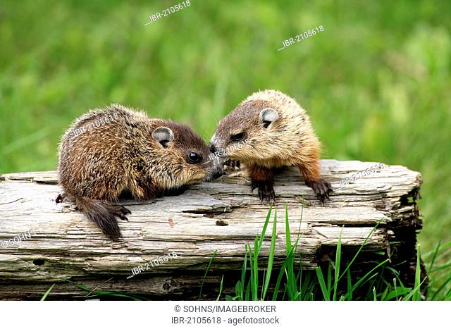 Groundhogs or Woodchucks (Marmota monax), two juveniles, siblings, social behavior, Minnesota, USA