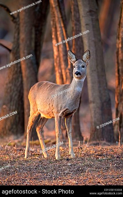 Roe deer, capreolus capreolus, doe standing in forest between trees at sunset. Wildlife scenery with female mammal in woodland