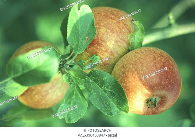 day, apple tree, close-up, CLOSE, christoph, apple