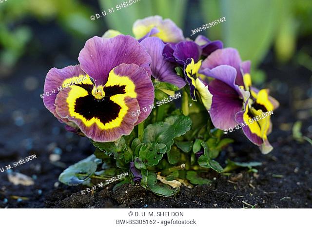 Pansy, Pansy Violet (Viola x wittrockiana, Viola wittrockiana, Viola hybrida), blooming