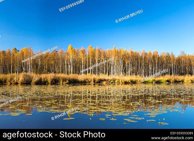 Beautiful Birch forest and lake, pond, river in autumn season. Sunny day, clear sky