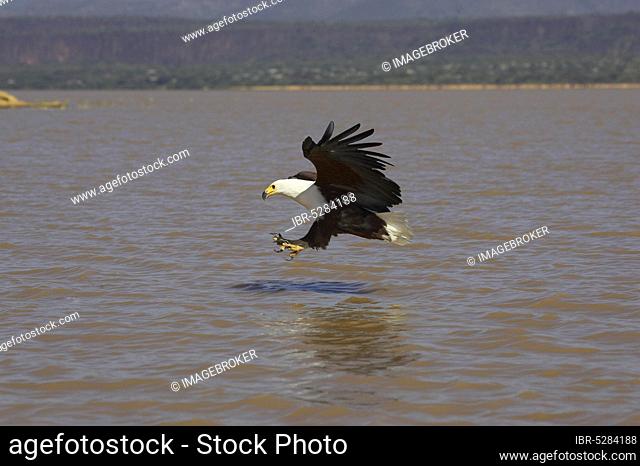 African fish eagle (haliaeetus vocifer), adult in flight, fishing, Lake Baringo in Kenya