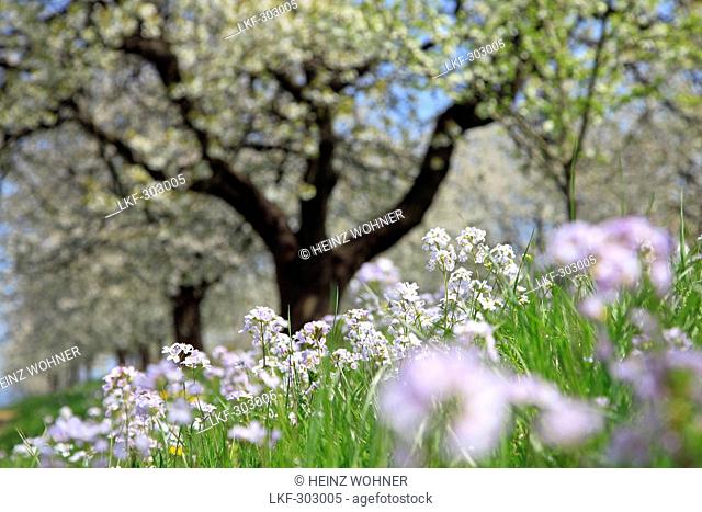 Cherry blossom at Eggenen valley near Obereggenen, Markgraefler Land, Black Forest, Baden-Wuerttemberg, Germany